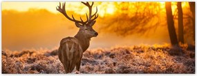 Fotótapéta flizelina 250x93 Szarvas a naplementében