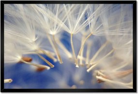 Poszterek keretben 60x40 Pitypang Virág Virágok