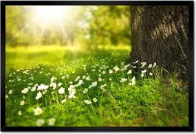 Poszterek keretben 60x40 Sugár a réten