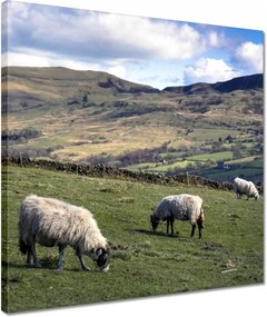 Vászonkép 40x40 Bárányok a csarnokban