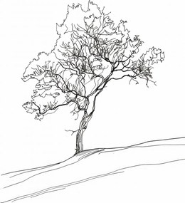 Poszter 30x45cm Fa vázlatban