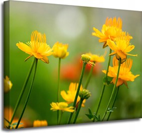 Botanika Sárga virágok vászonkép 50x40 cm