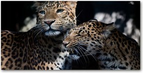 Fotó-kép edzett üveg Két leopárd 140x70