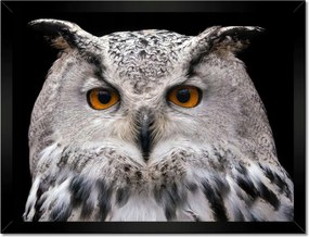Poszterek keretben 40x30 Szibériai bagoly pihe-puha