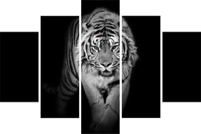 Kép - Tigris kék szemekkel (150x105 cm)