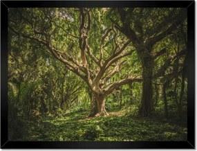 Poszterek keretben 40x30 Fa a parkban