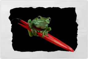 Poszterek 90x60 Rhacophorus dulitensis