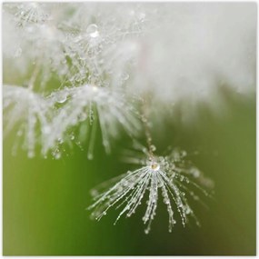 Poszterek 100x100 Pitypang Virág Virágok