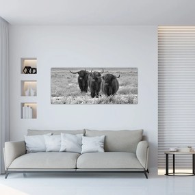 Kép - Skót tehenek (120x50 cm)