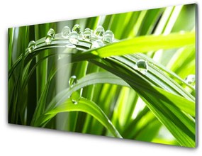 Üvegkép Plant fű harmat cseppek 100x50 cm