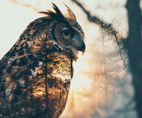 Poszter 60x50cm Bagoly szellem