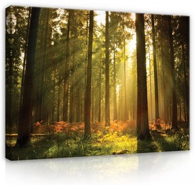 Vászonkép, Napfényes erdő, 60x40 cm méretben