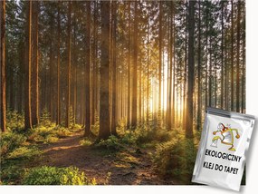 Fotótapéta Flizelina Természet Erdő Fák Nap Kilátás 250x175 ragasztó