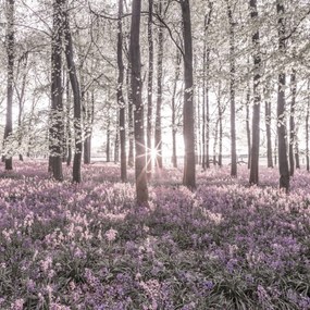 Poszter 70x70cm Bluebell erdő tavasszal naplementekor, Assaf Frank