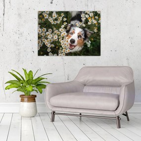 Üveg kép - Ausztrál juhászkutya (70x50 cm)