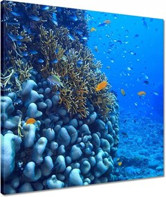 Vászonkép 50x50 Víz alatti lagúna korallok
