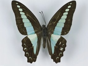 Poszter 40x30cm Pillangó fehér alapon 8, Assaf Frank