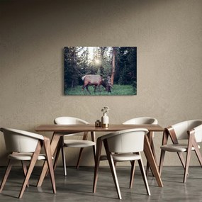 Kép - Jávorszárvas a tisztáson (90x60 cm)
