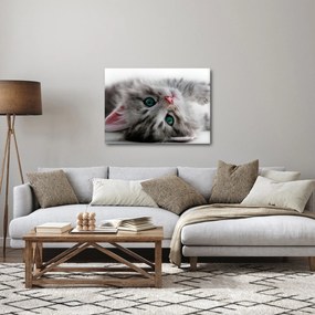 Kép - Macska zöld szemekkel (70x50 cm)
