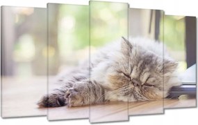 Vászonkép 100x60 Cica Cicák