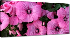 Vászonkép 115x55 Lila virágok