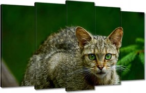 Vászonkép 100x60 Cica Cicák Macskák