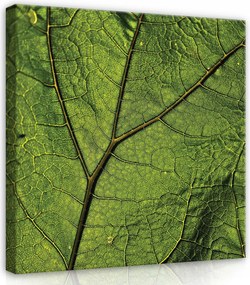 Vászonkép 80x80 Levél zöld textúra damil természet makro organikus frissesség