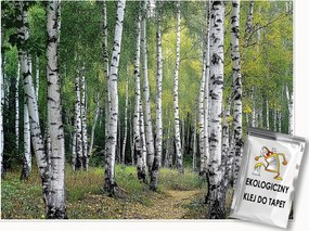 3D Fotótapéta Nyírfa Erdő Fák Hálószoba Nappali Tapéta Flizelina 300x210