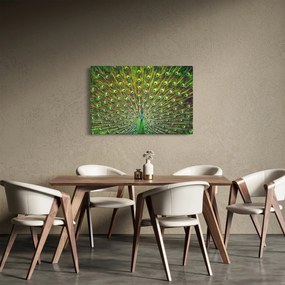 Kép - Páva (90x60 cm)