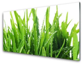 Akrilüveg fotó fű növény 120x60 cm