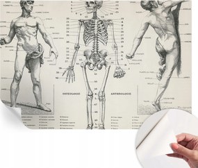 Öntapadós fotótapéta Divatos Klasszikus anatómia 104x70 cm