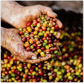 Poszterek 30x30 Kåvé szett Kåvé