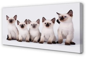 Canvas képek kis macska 120x60 cm