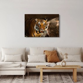 Tigris képe (90x60 cm)