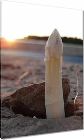 Vászonkép 70x100 Első spárga