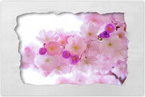 Poszter 60x40 Japán cseresznyefa ág