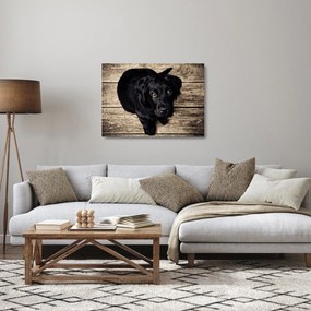 Egy fekete kiskutya képe (üvegen) (70x50 cm)