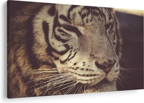 Tigris képe (90x60 cm)