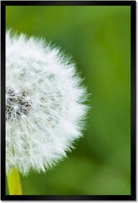 Poszterek keretben 40x60 Pitypang Virág Virágok