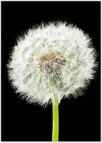 Poszterek 50x70 Pitypang virág rét