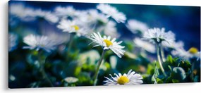 Százszorszépek képe (120x50 cm)