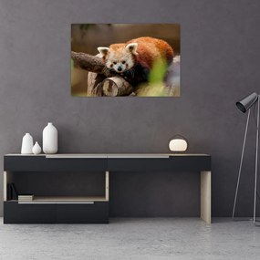 Vörös panda képe (90x60 cm)