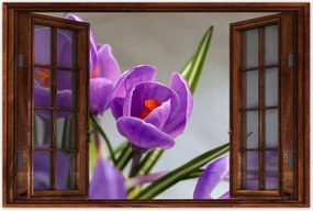 Poszterek 90x60 Krokus Virágok