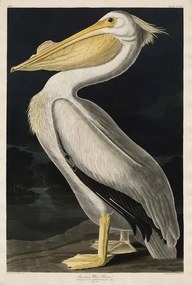 Reprodukció American White Pelican, 1836, John James (after) Audubon