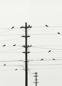 Poszter 39,5x55cm Szimfónia a dróton
