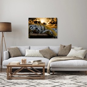 Alvó tigris képe (üvegen) (70x50 cm)