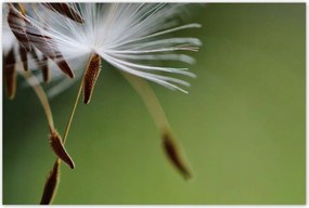 Poszterek 120x80 Pitypang Virág Virágok