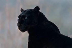 Fotográfia Black leopard (Panthera pardus), Mark Newman