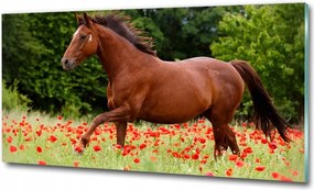 Fotó-üvegkép Ló a pipacsmezőn 125x50