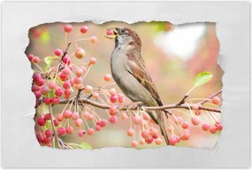 Poszterek 90x60 Madarak